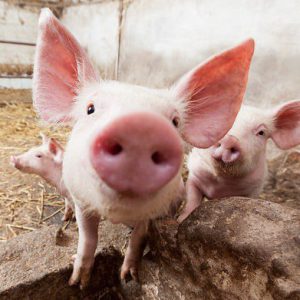 Giá thịt lợn hơi ngày 13/11: Miền Bắc đang có nguy cơ