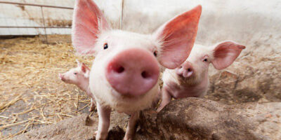 Giá thịt lợn hơi ngày 13/11: Miền Bắc đang có nguy cơ